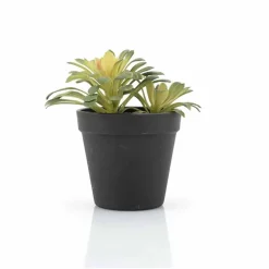 Succulent Vetplant 6 ST. Planten