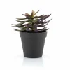 Best Succulent Vetplant 6 ST. Planten